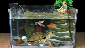 As a general rule, it is best to have a water depth that is at least 1.5 times the width length of your turtle. Diy Aquarium Fish Guppy Turtle With Foam Box How To Make Fish Tank Ideas At Home 22 Youtube
