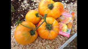 При выращивании сорта в парниковых сооружениях, с одного куста собирается более 5 кг помидор. Sort Tomata Medovyj Salyut Skolko Vesit Samyj Krupnyj Pomidor Youtube