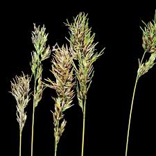 Image result for Bulbostylis pusilla