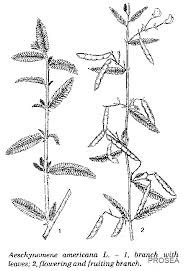 Image result for Aeschynomene americana