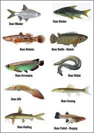 Namun, dibalik indahnya pesona ikan laut ini, terdapat sebuah pengorbanan yang harus kamu lakukan. Budidaya Ikan Jenis Ikan Laut Yang Bisa Dikonsumsi Yang Di Gemari Dan Terbaik