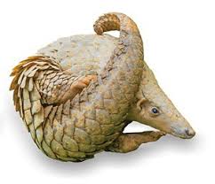 Bilim insanları geçtiğimiz günlerde corona virüsü pangolin hayvanından ortaya çıktığı yönünde bilim insanlarının yaptığı bu açıklamadan sonra birçok kişinin aklında pangolin nedir sorusu oluştu. Novel Coronavirus Thought To Have Jumped To Humans Via Pangolins