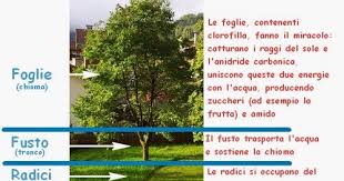 Nei prati, nei boschi, ma anche sui cigli delle strade e nei. Cos E La Fotosintesi Clorofilliana Come Funziona Regno Delle Piante Imparare Facile