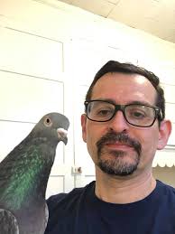 Pigeon laying 4-5 eggs per month, is this normal?