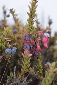 Image result for Vaccinium madagascariense
