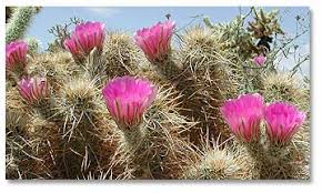 When she arrived home she potted her new it turns out the cactus had baby tarantulas inside and burst open just a few moments after the women. Cactus And Their Flowers Desertusa