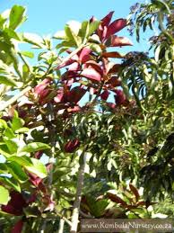 Image result for Synadenium angolense