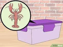 3 Ways To Store Live Lobster Wikihow