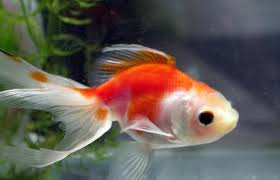 They have been together for more than a month. Can Goldfish Eat Betta Food