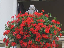 See more ideas about red geraniums, geraniums, container gardening. The Geraniums On The Balcony Of Room 310 Picture Of Regina Palace Stresa Tripadvisor