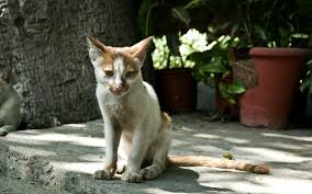 My Cat Is Eating Well But Is Still Losing Weight Hyperthyroidism Healing Paws Veterinary Care