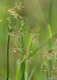 Image result for Cyperus nuerensis