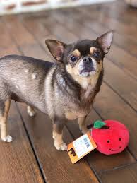 chihuahua caes brinquedos