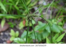 Image result for Cyperus cyperoides