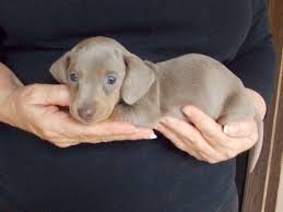 Dapples, piebalds and brindles in all colors. 10 Rarest Dachshund Colors In The World Rarest Org