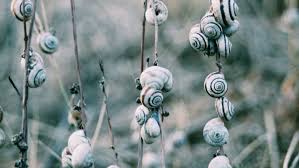 Unusual facts that make you weirdly smarter! A Crushing Of Snails Predator And Prey Exist Within Janelle Hardy