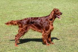 Find content updated daily for for puppies. Irish Setter Dogs And Puppies For Sale In The Uk Pets4homes