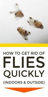 Get Rid Of Flies Naturally Get Rid Of Flies Homemade Fly Traps Fly Traps