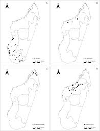 Image result for Hyperacanthus