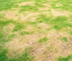 Click on the grass variety that resembles zoysia is known for being a hardy grass that grows well in a wide range of conditions. Common Lawn Diseases In Late Winter And Early Spring In Georgia