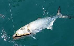 No fundo do mar no fundo do mar, aiai no fundo do mar tem um peixe dourado menina bonita sou teu namorado no fundo do mar tem um peixe de escama menina bonita sou eu quem te ama. Peixe Dourado Do Mar Tem Escama