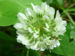 Image result for Trifolium repens