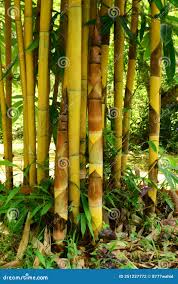 Image result for Bambusa vulgaris