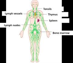 Image result for lymphatic system structure images