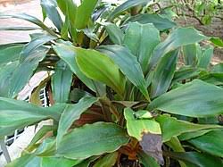 Image result for Chlorophytum zingiberastrum