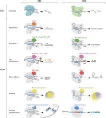 Maybe you would like to learn more about one of these? Development Of Crispr Cas Systems For Genome Editing And Beyond Quarterly Reviews Of Biophysics Cambridge Core