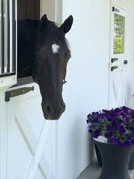 Https Stablestyle Net Wp Content Uploads 2018 06 Equine Resident Jpg Horse Barns Dream Horse Barns Horses