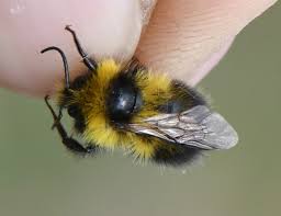 Image result for Bombus jonellus