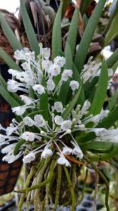 Image result for Podangis