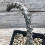 Image result for Kleinia sp.no.1