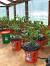 How To Grow Tomatoes Upside Down