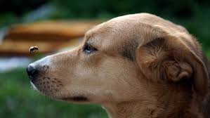 Bee Stings In Dogs: What To Do? | New Hope Vets