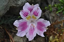 Image result for Alstroemeria pulchella