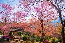 ‏ مليسيا ‎ ‎) secara rasminya persekutuan malaysia ialah sebuah negara raja berperlembagaan persekutuan di asia tenggara yang terdiri daripada tiga belas negeri dan tiga wilayah persekutuan, yang menduduki bumi berkeluasan 330,803 kilometer persegi (127,720 bt 2). 5 Wisata Populer Di Chiang Mai Thailand Salah Satunya Dipenuhi Sakura Halaman All Kompas Com