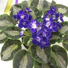 Harmony S Little Stinker African Violets Plant Roots Free Plants