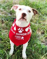 That means we need a pet blood bank to be able to draw from. Care Center Blood Bank Home