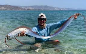 Hoy se llevo a cabo en bolivia un golpe de estado por parte del ejercito. Pez Remo Aparece En Playas De Mexico Pez Que Predice Temblores Mediotiempo
