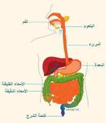 اعضاء جسم الانسان بالصور للاطفال المرسال