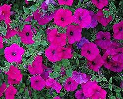Our consumer research shows that wave has a 25% brand awareness in north america with gardening consumers. Amazon Com Tidal Wave Purple Trailing Petunia 20 Pelleted Seeds Garden Outdoor