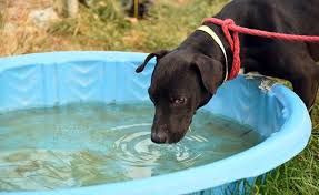 Logan, utah is a small city in the northern part of the state, surrounded by the rocky mountains. Cache Humane Society Takes In Dogs Helps Texas Shelters