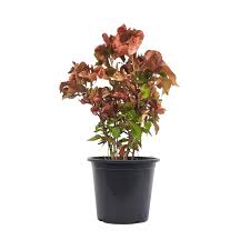 Image result for Acalypha sonderiana