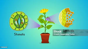 Image result for Stomatanthes