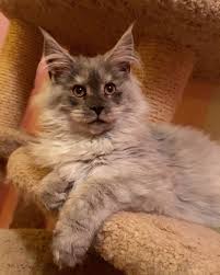 Gulay Ozsoy Adli Kullanicinin Kediler Cats Panosundaki Pin Goruntuler Ile Yavru Kediler Kedi Hayvanlar