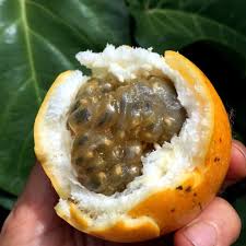 Image result for Passiflora ligularis