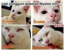  11 Ide Kucing Garong Kucing Meme Kucing Gambar Kucing Lucu