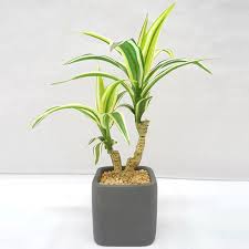 Buy Natural Looking Artificial Dracaena Bonsai Plant With Ceramic Pot 29 Cm Elen India